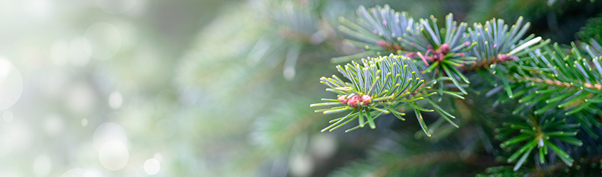 Sapins de Noël